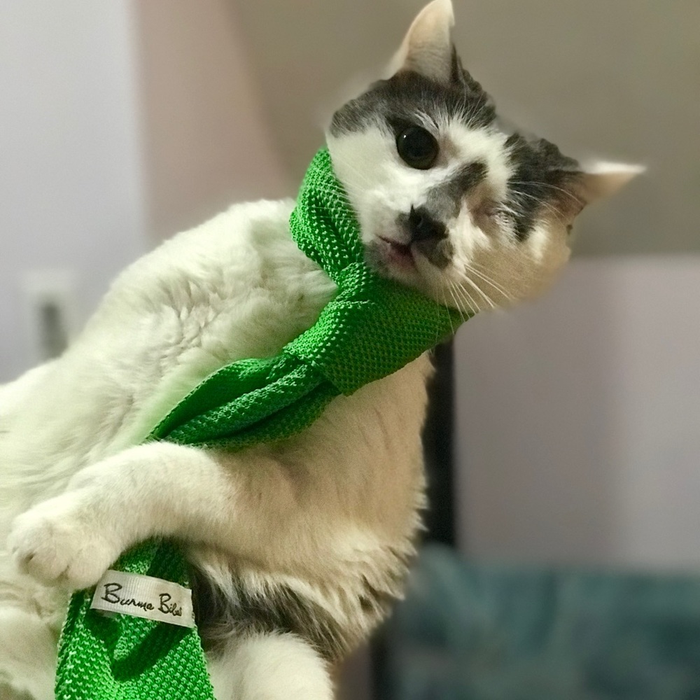 My Cat - not for sale